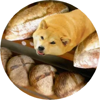 💣 犬, パン, 面白い, ミーム, 動物, 食べ物, ペット, 柴犬 telegram sticker