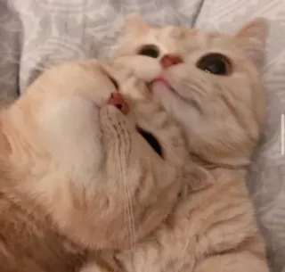 😺 gatos, animais de estimação, animais, carinho, amor whatsapp sticker