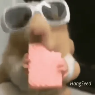 😎 HangSeed hamster, sunglasses, eating, cute, meme, animal, funny telegram sticker