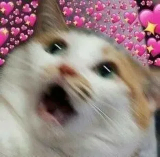 ❤️ gato, corações, amor, fofo, meme, animal telegram sticker