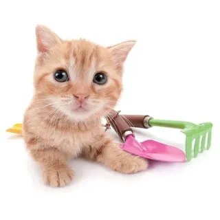 животни смотрят на тибя😻 :: @fStikBot telegram stickers