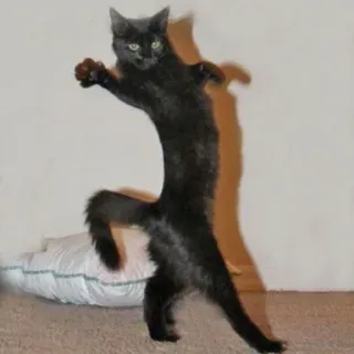 😾 猫, 動物, 黒猫, 面白い, ペット, 立っている telegram sticker