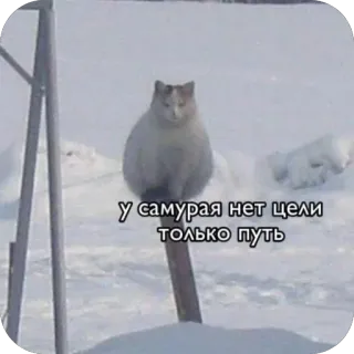 🫥 у самурая нет цели только путь telegram sticker