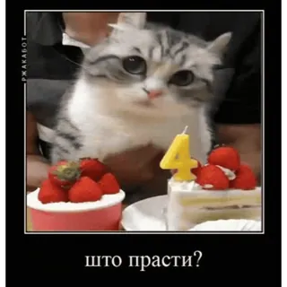 🤿 што прасти? chat, gâteau, anniversaire, fraise, drôle telegram sticker