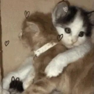 💓 gatti, gattini, animali, carini, cuori, animale domestico telegram sticker