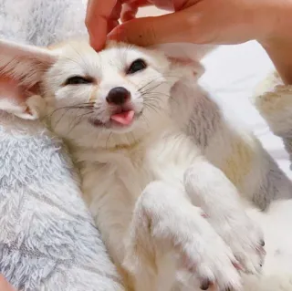 🦊 whatsapp sticker