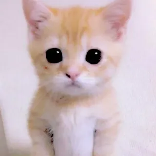 🥺 mèo con, mèo, dễ thương, thú cưng, động vật, mắt, cam telegram sticker