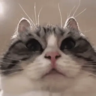 😳 chat, mignon, animal, animal de compagnie, domestique, mammifère telegram sticker