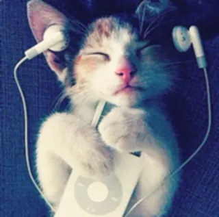😁 cat, headphones, music, ipod, cute, animal telegram sticker