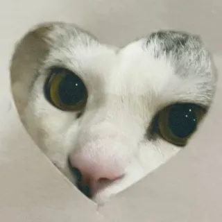 ❤️ chat, coeur, animal, mignon, animal de compagnie, amour, yeux whatsapp sticker