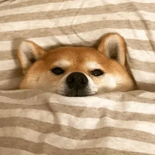 😴 chien, shiba inu, sommeil, animal, mignon, lit, animal de compagnie telegram sticker