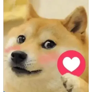 💗 Doge doge, chó, dễ thương, meme, trái tim, tình yêu, nhãn dán telegram sticker