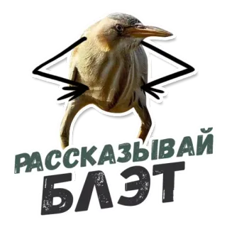 👄 РАССКАЗЫВАЙ БЛЭТ 鸟, 俄语, 贴纸, 冒犯, 脏话 telegram sticker