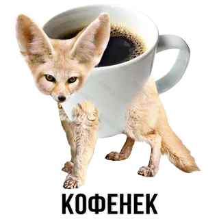 ☕ КОФЕНЕК fennec fox, coffee, animal, cute, кофе, лиса, животное whatsapp sticker