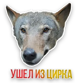 🐺 УШЕЛ ИЗ ЦИРКА wolf, animal, circus, funny, meme, dog, wild telegram sticker