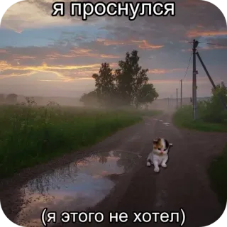 😢 Я проснулся
(я этого не хотел) cat, kitten, road, landscape, sky, fog, morning whatsapp sticker