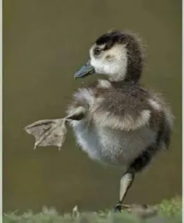 🌟 patito, pájaro, animal, lindo, fauna telegram sticker