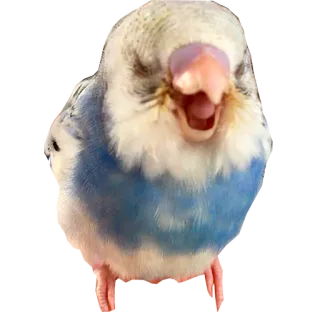 😆 periquito, pássaro, papagaio, animal de estimação, animal, fofo, azul, branco telegram sticker