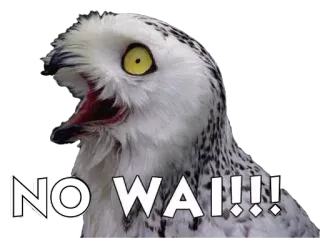 🐧 NO WAII!!! сова, птица, смешной, мем, животное telegram sticker