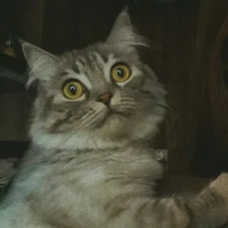 🐈 고양이, 회색 고양이, 애완 동물, 동물, 포유류 telegram sticker