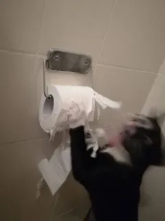 🫶 cat, toilet paper, bathroom, funny, pet, animal telegram sticker