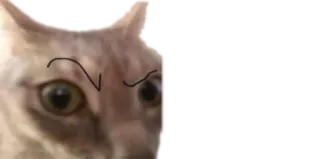🤨 mèo, động vật, meme, lông mày, hài hước whatsapp sticker