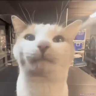 👅 cat, animal, pet, mammal, domestic cat, feline, white cat, cute whatsapp sticker