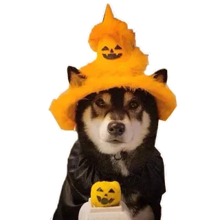 👻 собака, сиба-ину, хэллоуин, тыква, костюм, шляпа telegram sticker