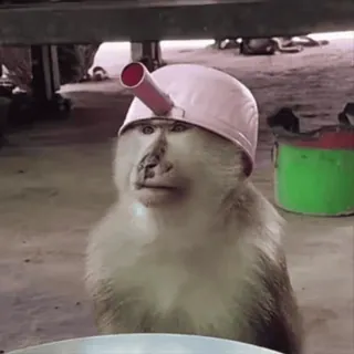 😂 macaco, animal, capacete, engraçado, fofo, babuíno whatsapp sticker