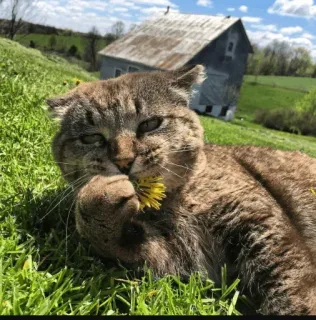 🤩 kucing, hewan, dandelion, alam, luar ruangan, rumput whatsapp sticker
