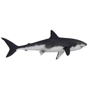 🦈 shark, animal, sea, ocean, predator, fish, great white telegram sticker