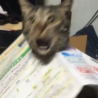 😨 chat, choqué, animal, animal domestique, animal de compagnie, surprise, drôle telegram sticker