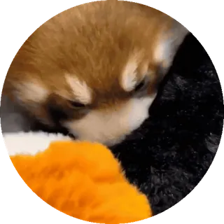 🐼 pies, szczeniak, słodki, śpiący, uroczy, zwierzę telegram sticker