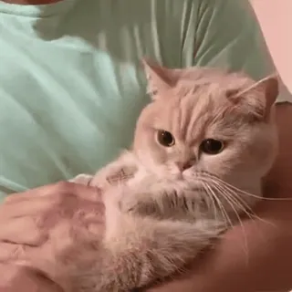 🐾 gato, animal de estimação, animal, doméstico, fofo whatsapp sticker