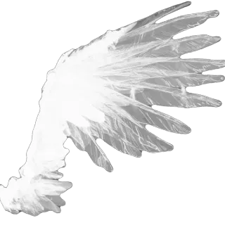 🫥 wing, angel wing, white feather, bird, heavenly, ethereal, bird wing telegram sticker