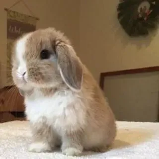 🌟 rabbit, cute, animal, pet, bunny, domestic animal, mammal, furry whatsapp sticker