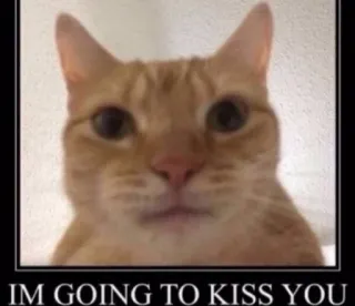 🍄 IM GOING TO KISS YOU cat, kiss, meme, funny telegram sticker