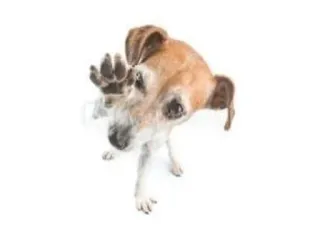 🙌 dog, paw, animal, pet, cute telegram sticker