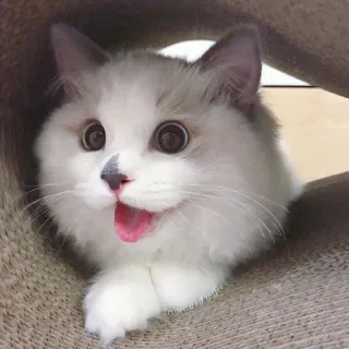 💘 кот, домашнее животное, животное, млекопитающее, милый, котенок, счастливый, пушистый telegram sticker