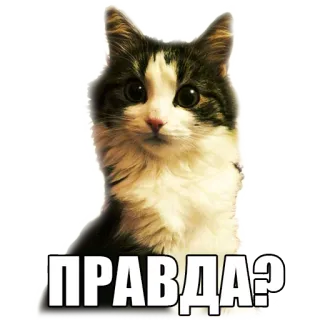😮 ПРАВДА? gato, ruso, pregunta, animal, lindo, mascota whatsapp sticker