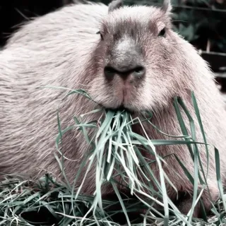 🪵 capivara, roedor, animal, grama, vida selvagem telegram sticker