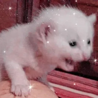 😱 котёнок, кошка, белый, животное, милый, питомец telegram sticker