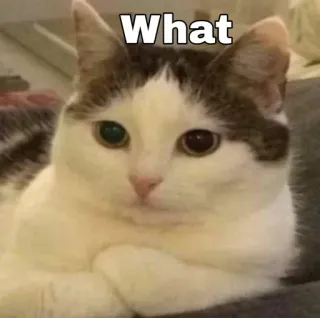 👀 What cat, meme, animal, funny, cute, confused whatsapp sticker