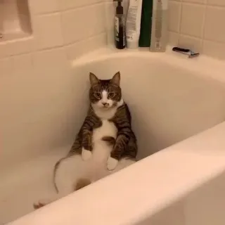 🛁 cat, bath, animal, funny, cute telegram sticker