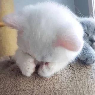😞 kucing, anak kucing, tidur, lucu, hewan, hewan peliharaan telegram sticker