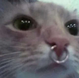 🎀 cat, nose ring, animal, pet, close-up whatsapp sticker