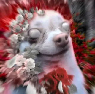 🥀 dog, chihuahua, flowers, portrait, animal telegram sticker