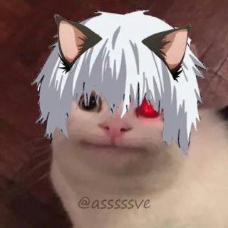 😀 @asssssve gato, meme, engraçado, animal, kawaii, animal de estimação, gatinho telegram sticker