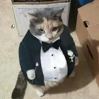 🧐 cat, tuxedo, formal wear, pet, animal, domestic cat telegram sticker