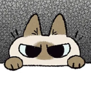 🤨 cat, angry, cute, sticker telegram sticker